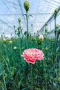 ÃÂ¡ultivation of Dianthus caryophyllus, theÃÂ carnation flowering